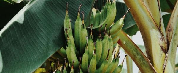 Plant de banane, Guadeloupe © J. Mathelin, Cirad